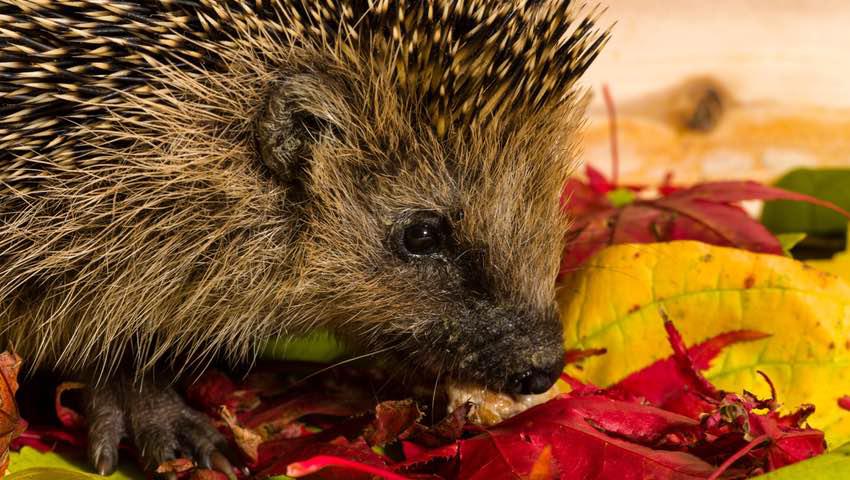 Hedgehog sitting on autumn leaves and eating.