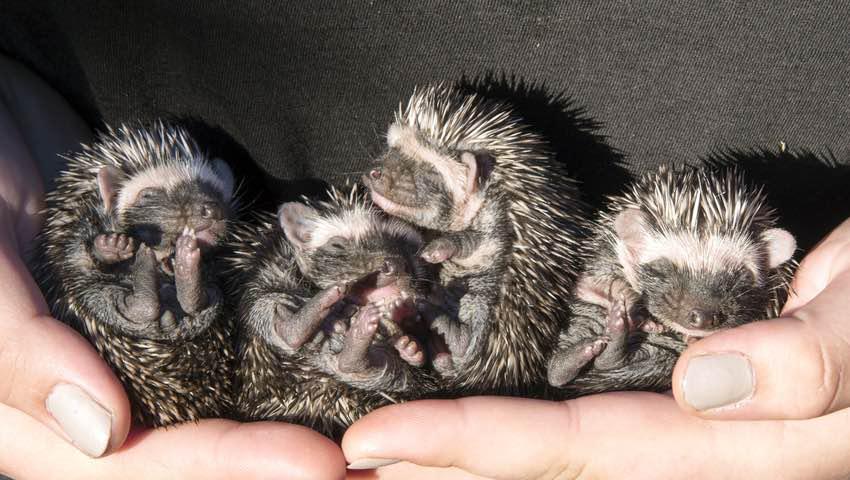 Nursing Hedgehog Babies