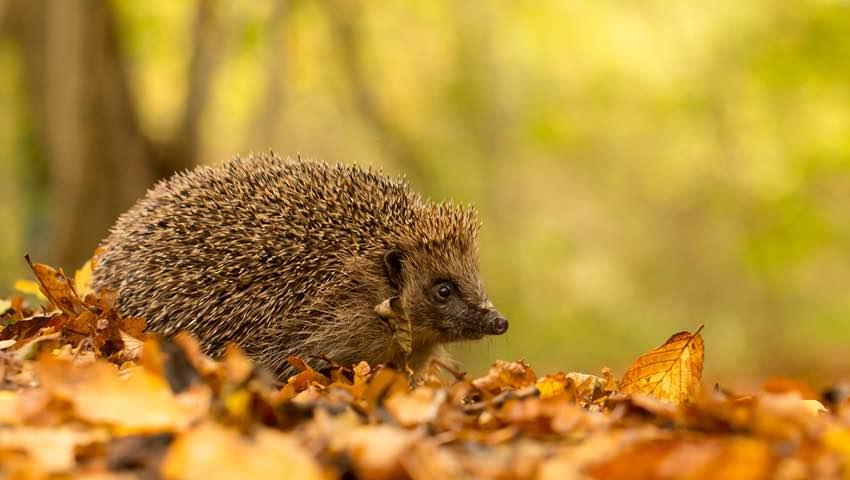 European Hedgehog walking through the forest.